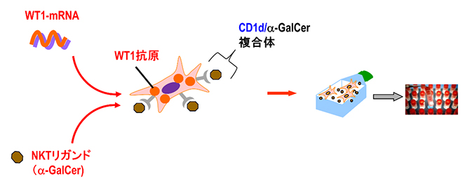 aAVC-WT1細胞の製造の図