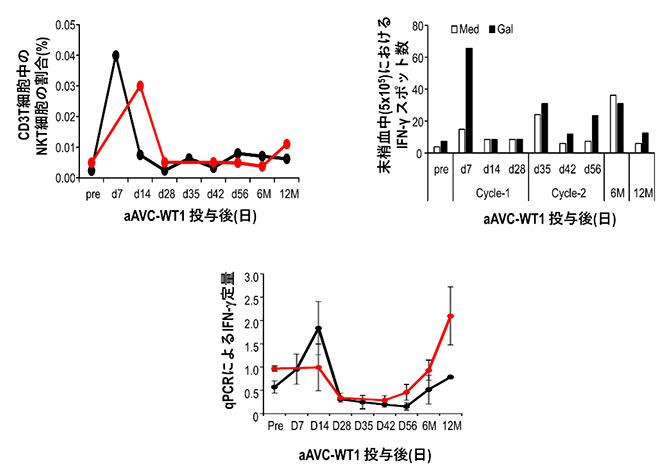 aAVC-WT1治療による自然免疫の活性化の図