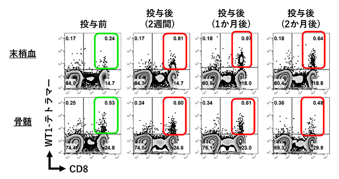 WT1抗原に反応するキラーT細胞数の変化の図