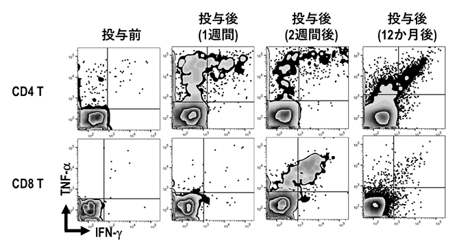 WT1抗原に反応するT細胞の機能的評価の図