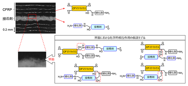 本研究で用いた試料の外観と予想される化学的相互作用の図