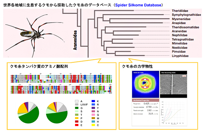クモ糸の構造と力学物性を収録したデータベース（Spider Silkome Database）の図