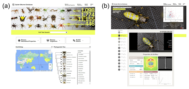 クモ糸タンパク質の構造とクモ糸の物性をデータベース化の図