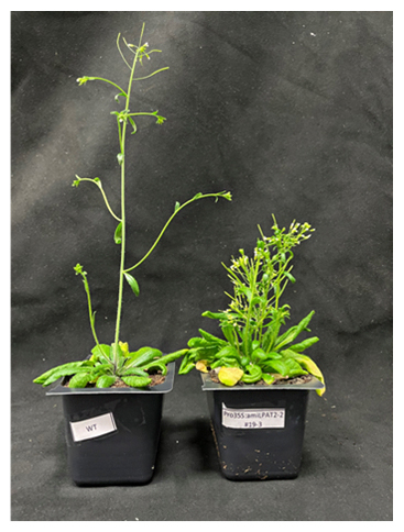 野生型（左）と酵素LPAT2の機能を一部破壊した植物体（右）の成長比較の図