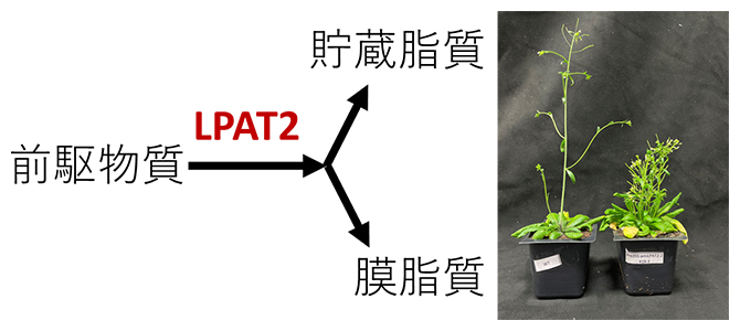 本研究で明らかになった植物のLPAT2の機能の図