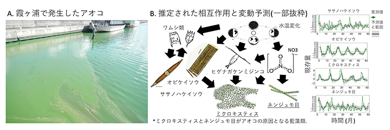 霞ヶ浦のアオコとプランクトン群集の相互作用の推定の図