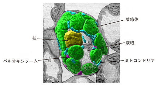 アレイトモグラフィー法により電顕画像から3次元再構築されたシロイヌナズナ葉肉細胞の図