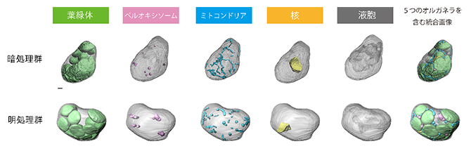 3次元再構築したシロイヌナズナの葉肉細胞の図