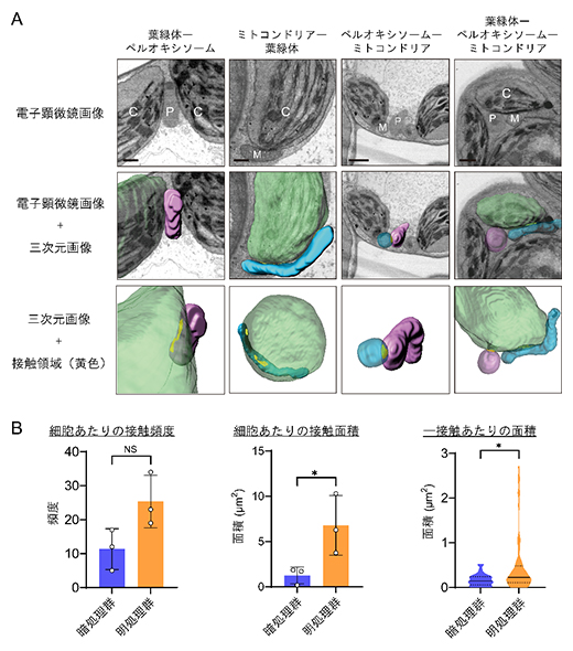 葉緑体、ペルオキシソーム、ミトコンドリアの接触部位と定量的比較の図