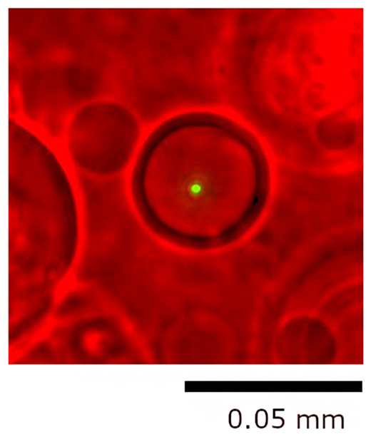 1細胞ゲノム解析用マイクロカプセルの顕微鏡像（緑点は大腸菌）の図