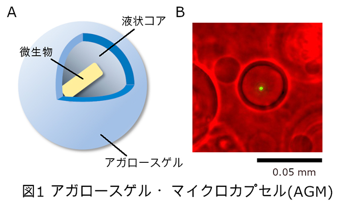 アガロースゲル・マイクロカプセル（AGM）の図