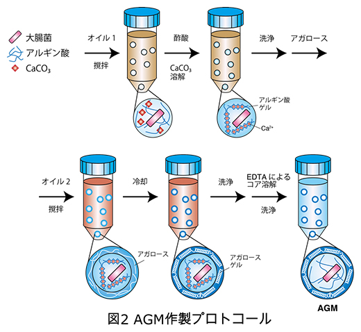 AGM作製手順の図