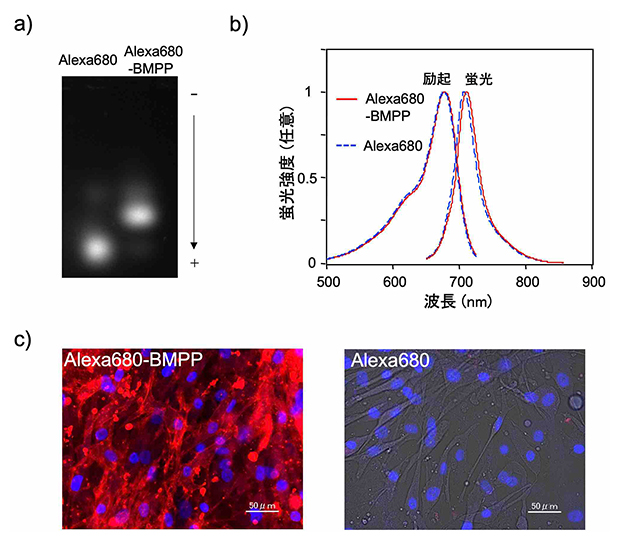 蛍光性の長鎖脂肪酸として機能するAlexa680-BMPPの図