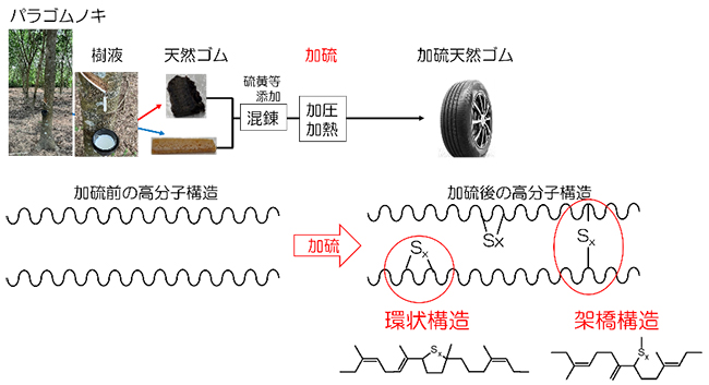 加硫天然ゴム中の新しい部分構造を発見の図