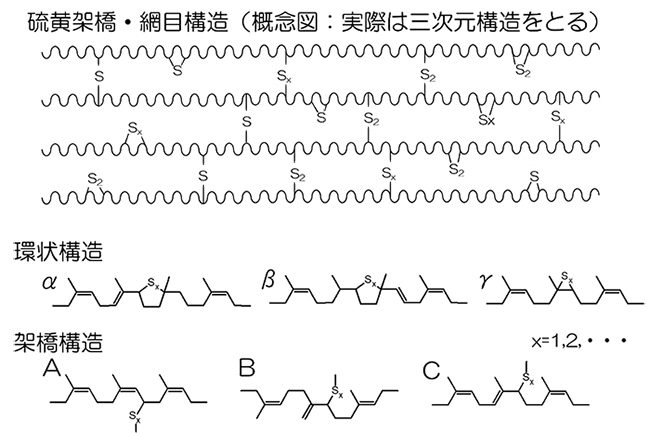 高磁場溶液NMRにより明らかになった、加硫されたゾル状NRの部分構造の図