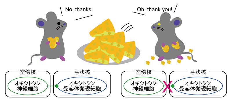 オキシトシン神経細胞とオキシトシン受容体発現細胞で構成される食欲抑制神経回路の図