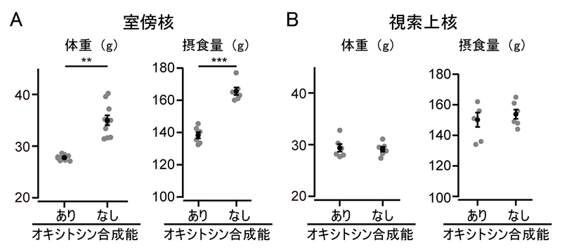 室傍核や視索上核におけるオキシトシン合成能の有無と体重や摂食量への影響の図