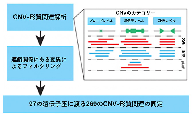 CNV-形質関連解析のパイプラインの図