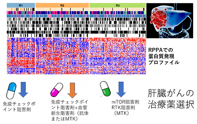 肝臓がんの分子分類と治療薬選択～がんのタンパク質/ゲノム統合解析による成果～