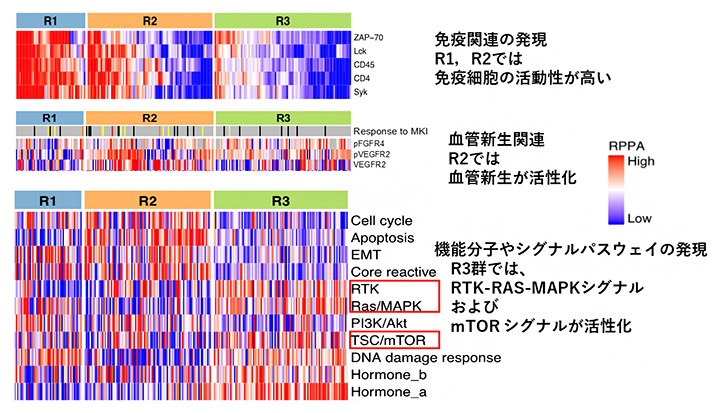 3群での腫瘍内免疫、血管新生関連などの機能的タンパク質の発現と活性の図