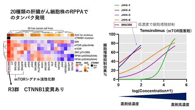 肝臓がん細胞株でのmTOR関連タンパク質の発現とmTOR阻害剤の感受性の図