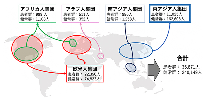 本研究で解析した人種集団ごとのサンプル数の図