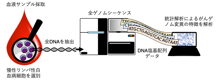 全ゲノム解析による慢性リンパ性白血病患者の層別化に成功～臨床経過の予測に有効な新たなサブグループを発見～