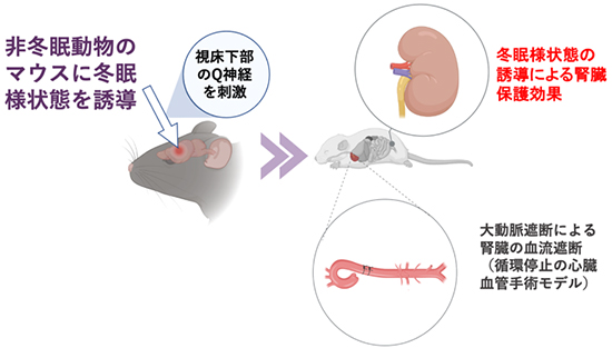 冬眠様状態の誘導による心臓血管手術時の腎臓保護効果の図