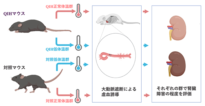 QIHによる腎臓保護効果を検証する実験デザインの図