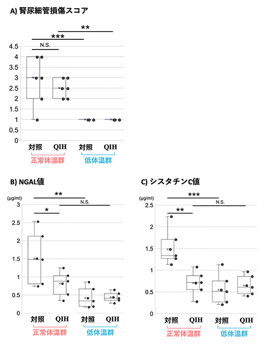 組織学的解析と急性腎障害マーカーによる腎臓障害の評価の図