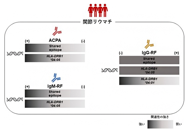 関節リウマチ患者における自己抗体とSEアレルパターンの関連の図