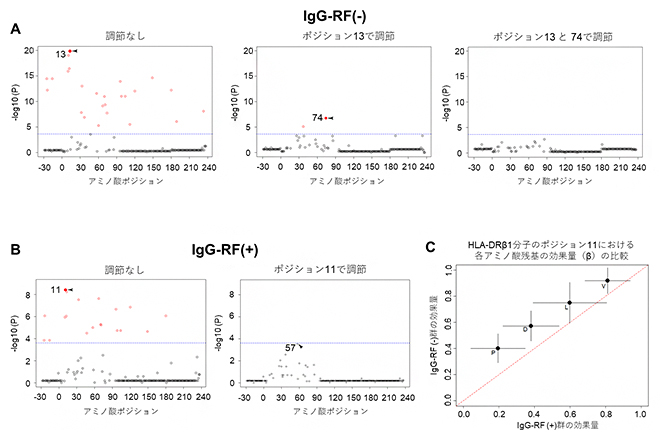 HLA-DRβ1分子中のアミノ酸とIgG-RFの関連の図