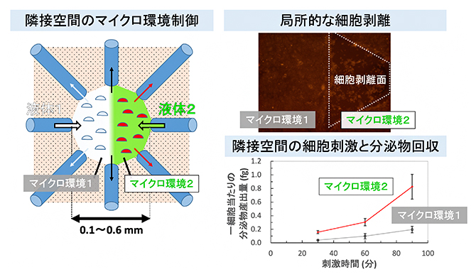 マイクロ流体操作による細胞環境の局所的な制御の図