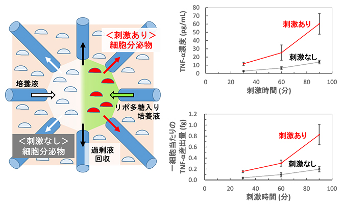 マイクロ環境へのリポ多糖刺激の導入と産出された細胞分泌物(TNFα)の量の図