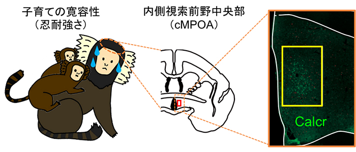 霊長類で育児の忍耐強さ（寛容性）に必要な脳部位（cMPOA）を発見の図