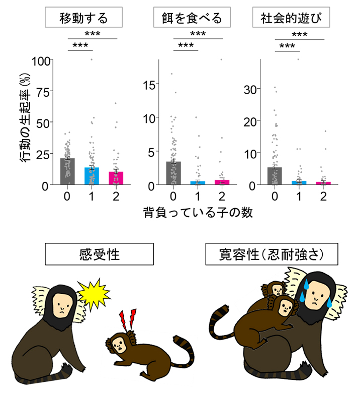 マーモセットの育児の図