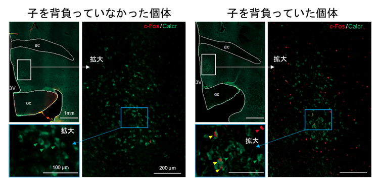 子育てによるマーモセット内側視索前野中央部（cMPOA）の神経細胞活性の図