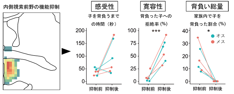 マーモセット内側視索前野中央部(cMPOA)の抑制による寛容性の低下の図