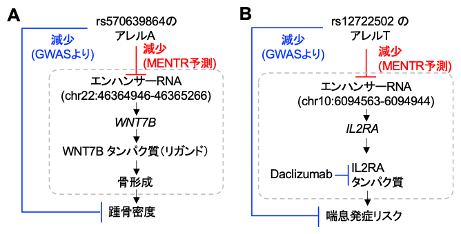 複雑形質に関連するまれな多型のMENTRによる解釈例の図