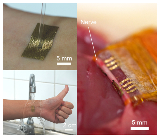 ヒトの皮膚（左）やラットの神経（右）に貼り付けた極薄伸縮性導体（金色の部分）の図
