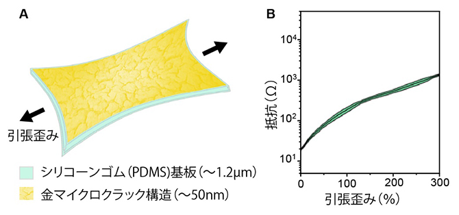 シリコーンゴム（PDMS）と金のマイクロクラック構造に基づく極薄伸縮性導体の図