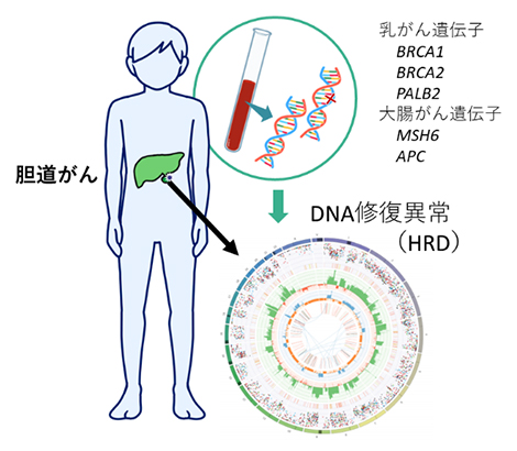 遺伝性の乳がん卵巣がんと大腸がんの原因遺伝子の病的バリアントがDNA修復異常に関与の図