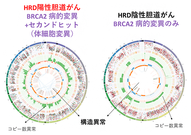 HRD陽性/陰性の胆道がんの全ゲノムでの体細胞変異パターンの図
