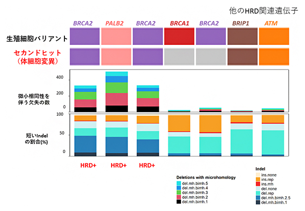 胆道がんのコピー数異常とHRDの有無の図