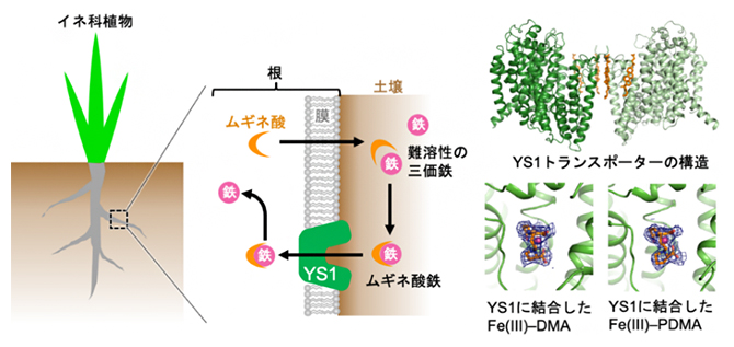 ムギネ酸による鉄獲得戦略とムギネ酸鉄を運搬するトランスポーターYS1の構造の図