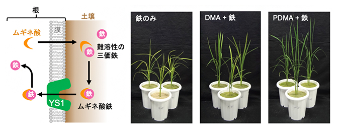 ムギネ酸による鉄吸収の仕組みとDMAおよびPDMAによるイネの生育改善の図