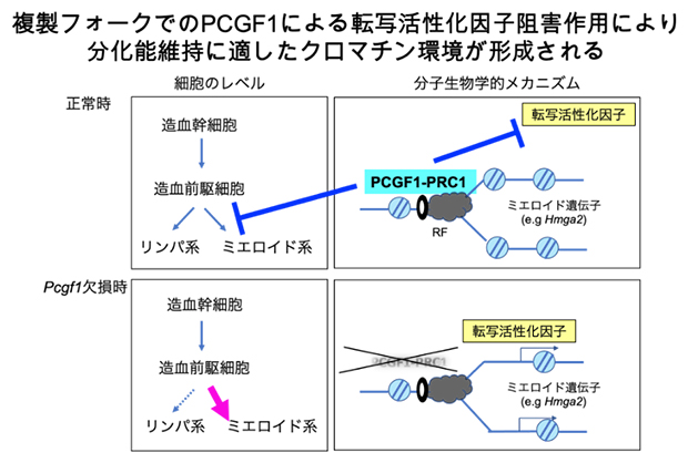 本研究の概念の図