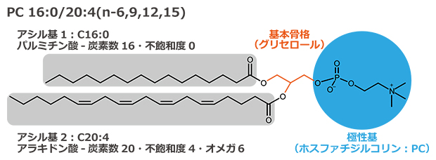 脂質の分子構造の図