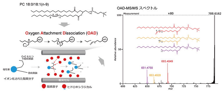 脂質標準品より得たOAD-MS/MSスペクトルの図