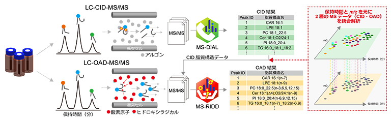 本研究で構築した新しいノンターゲットリピドミクスの流れの図